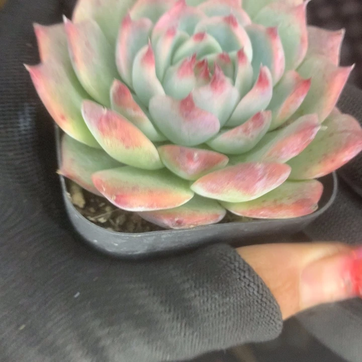 吉娃娃 方杯  （满9.99包邮不满9.99发叶子）