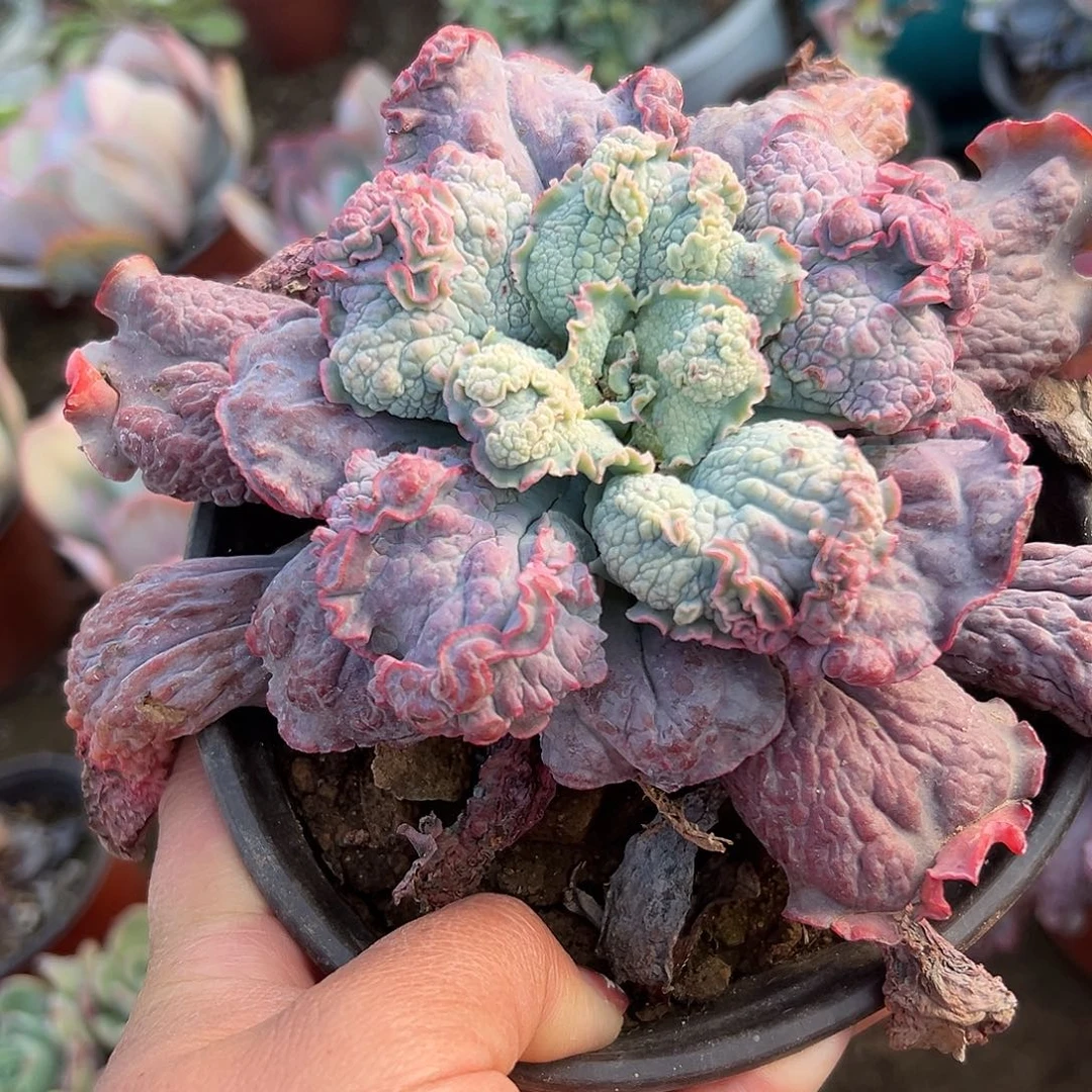 多肉植物狂野男爵
