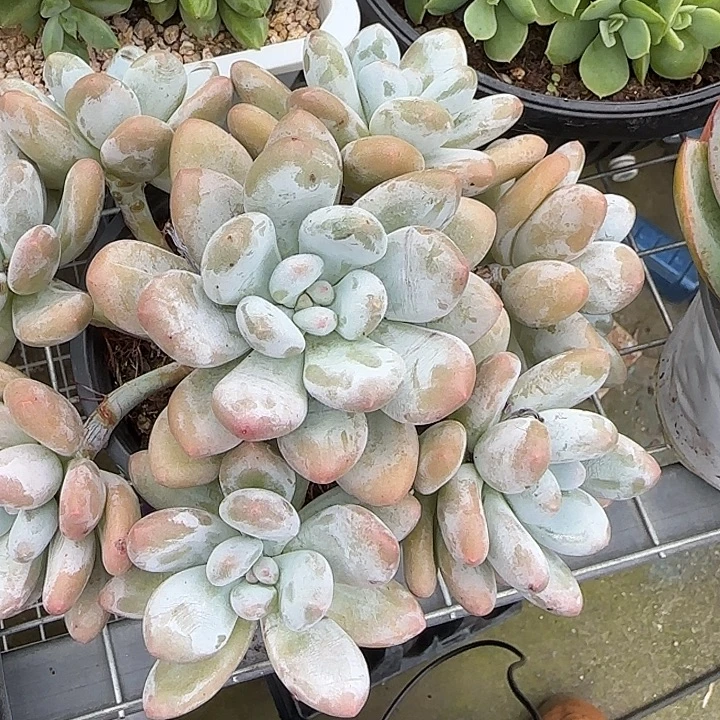 青蛙王子儿童牙膏11
