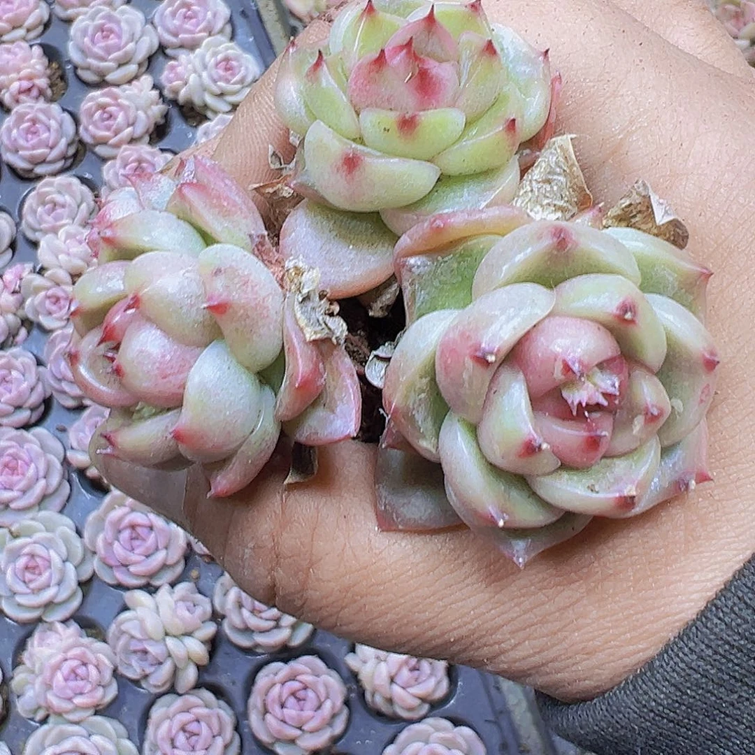 晴空珍妮3个19包邮多肉植物