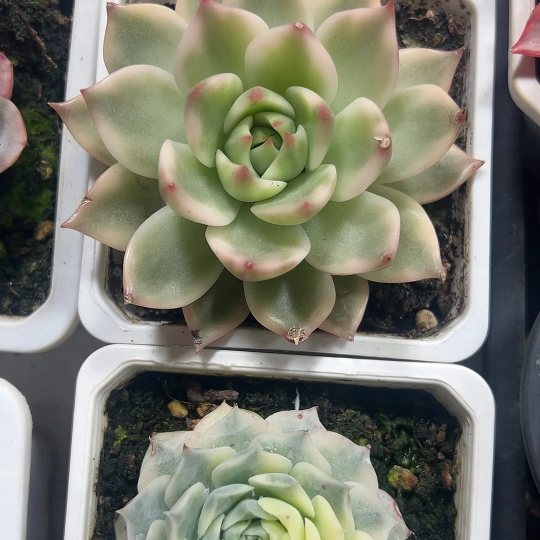 琉璃盏锦多肉植物