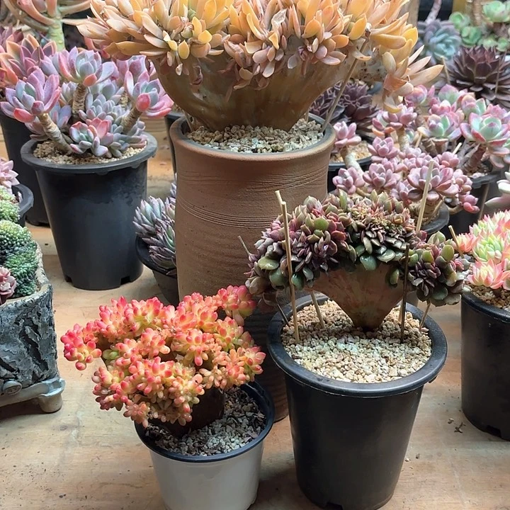 多肉植物，多肉植物，三颗缀化