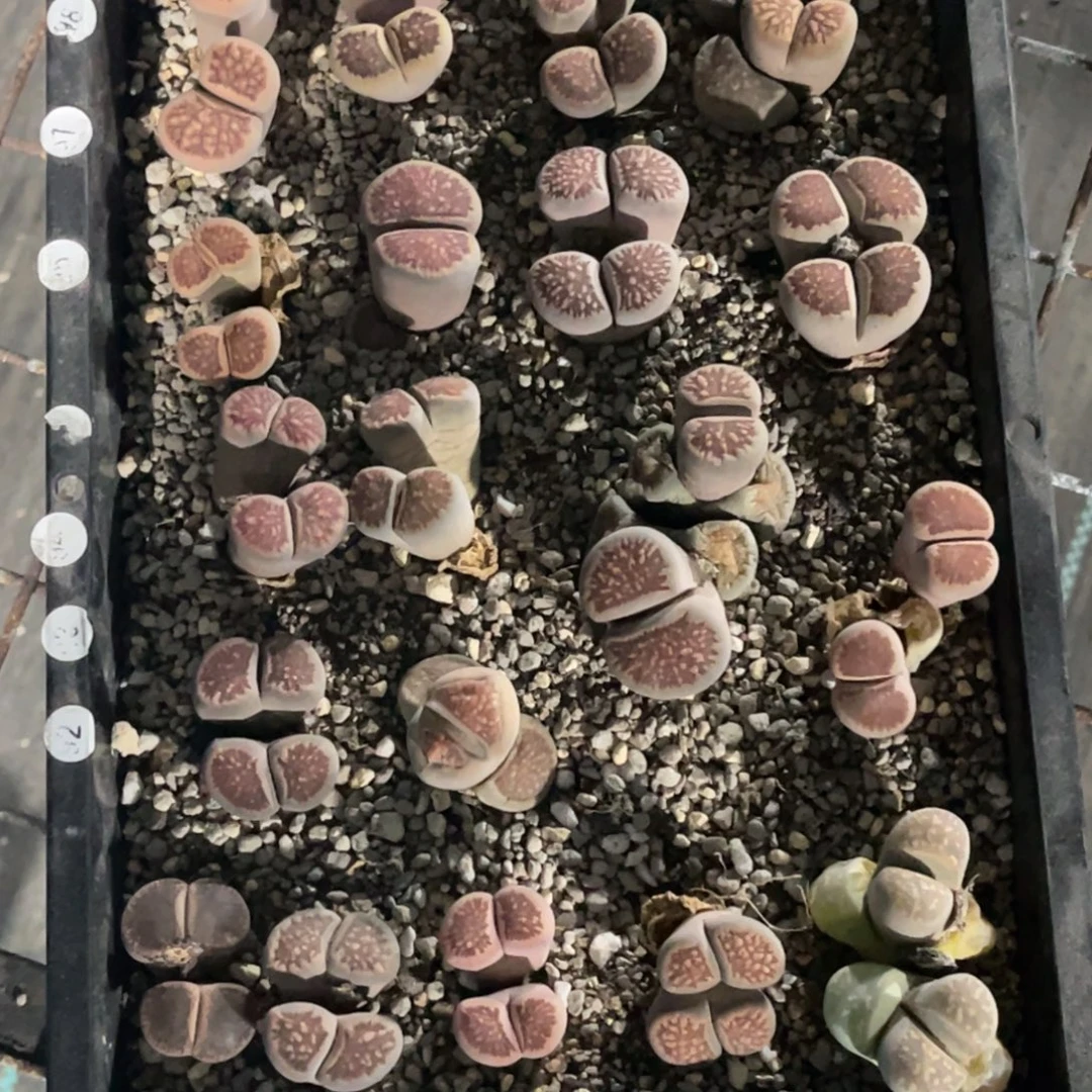 税***税0015福利筐1不售后