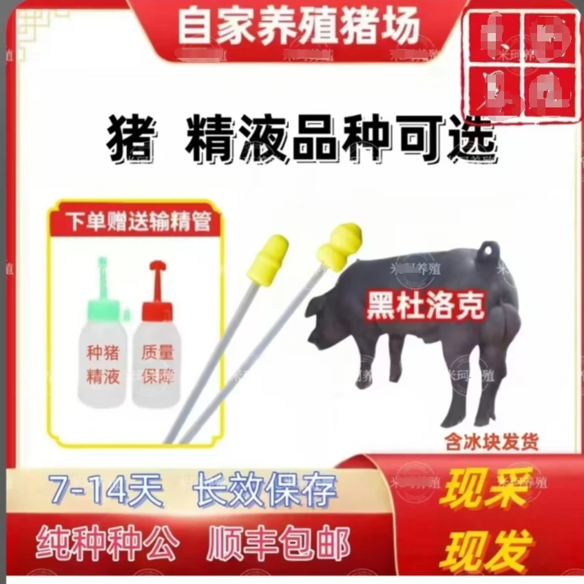 黑杜猪精包原种包邮生态养殖健康大白猪精包原种包邮生态养殖健康