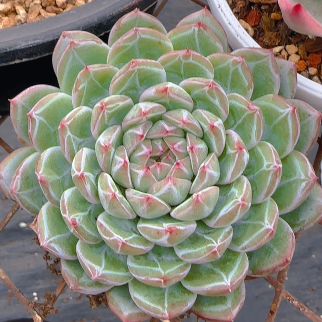 【闪购商品】雪花珍妮9.9