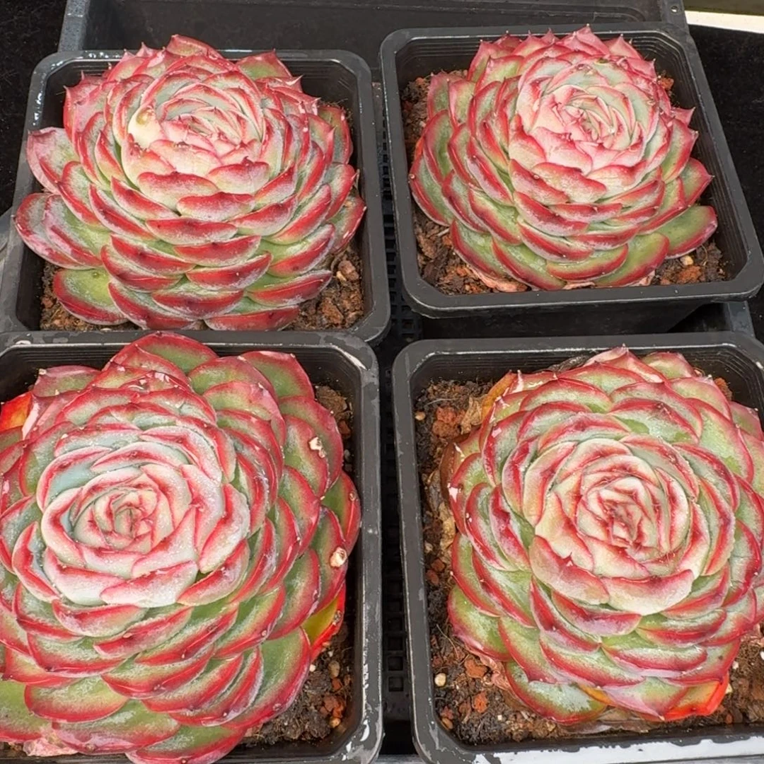 从前慢多肉精选编号1204.侧影