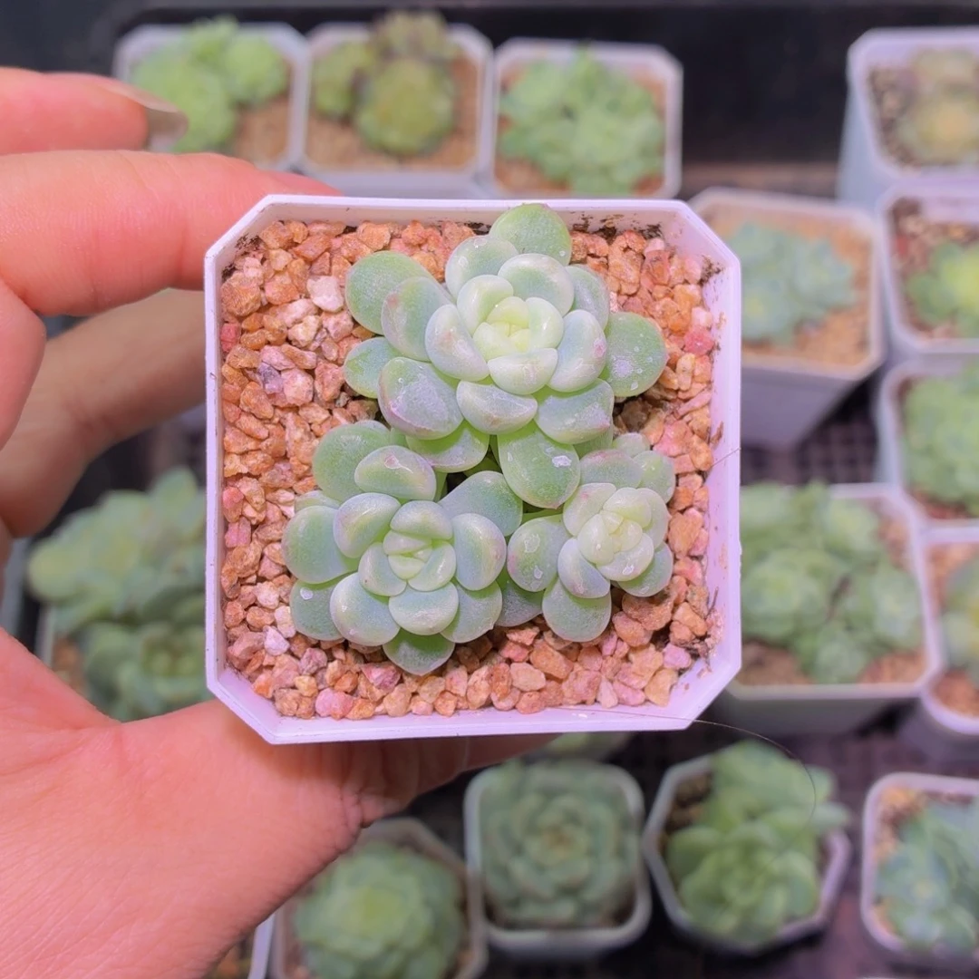 童话甜心多肉植物