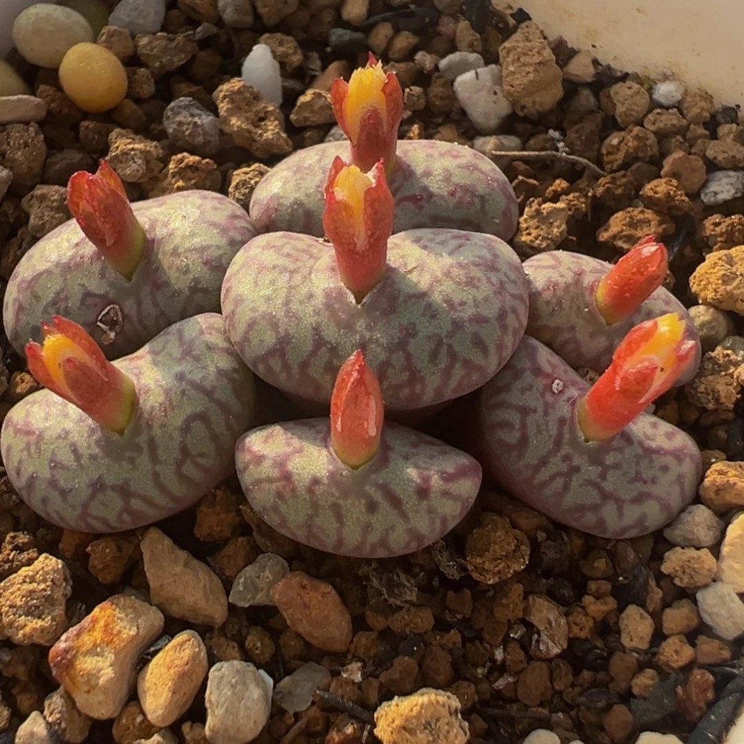 紫体密纹墨群多肉植物百科