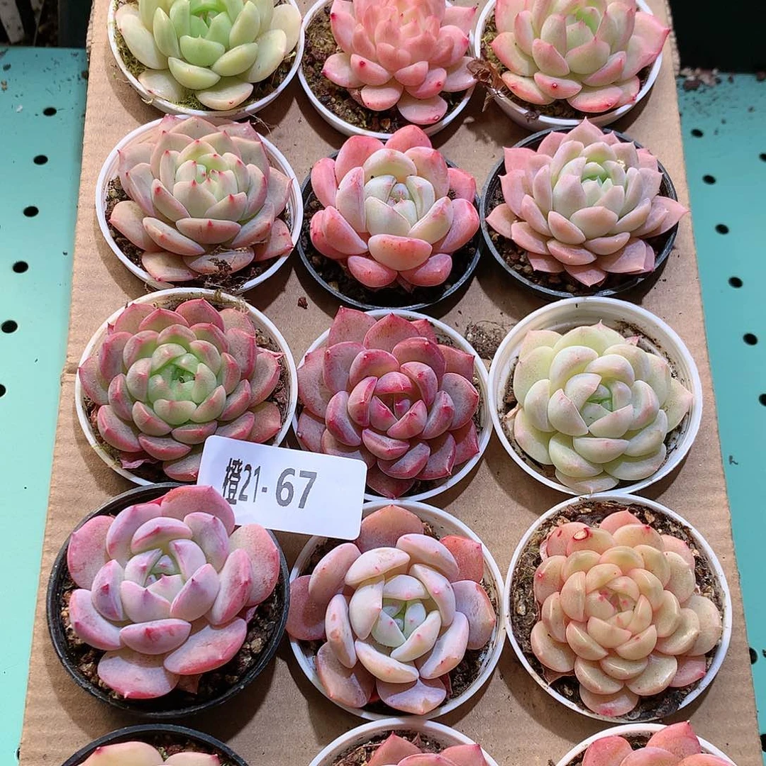 21-67一物一拍带盆18颗。