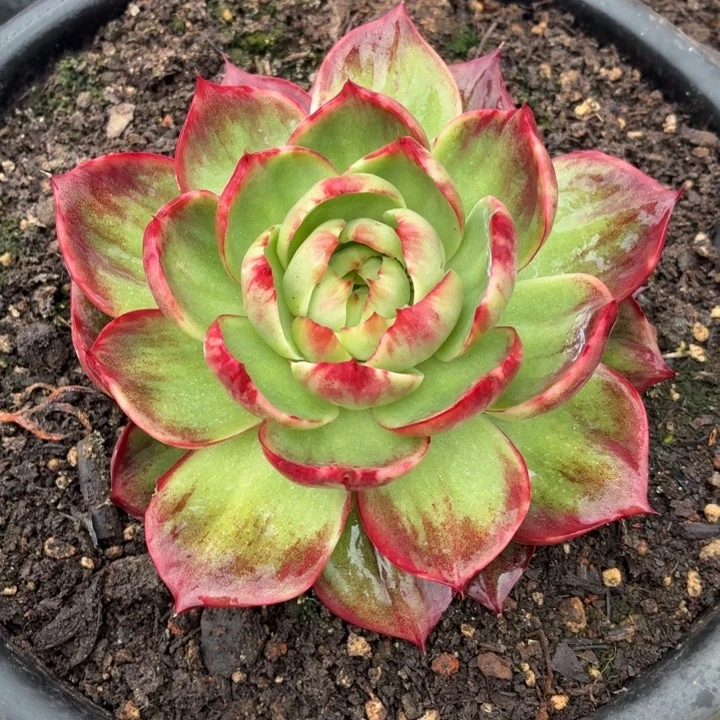 多肉植物惊鸿仙子