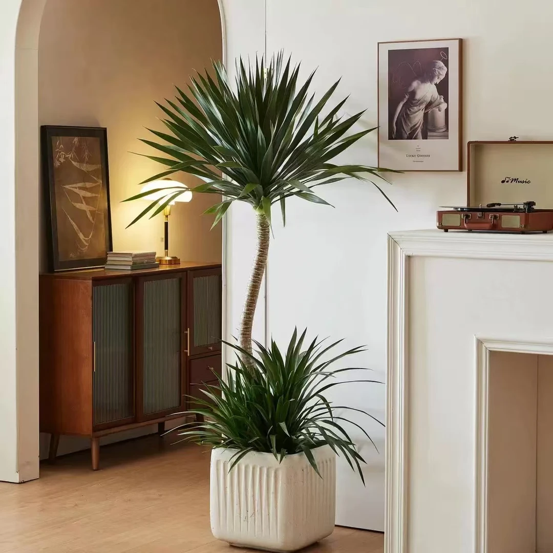 太空铁龙血树室内室外网红大型绿植盆栽客厅阳台办公室美观吸甲醛