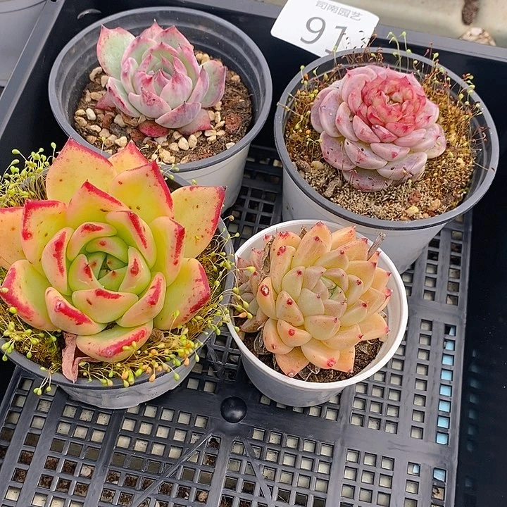 91 多肉植物盆栽花卉植物