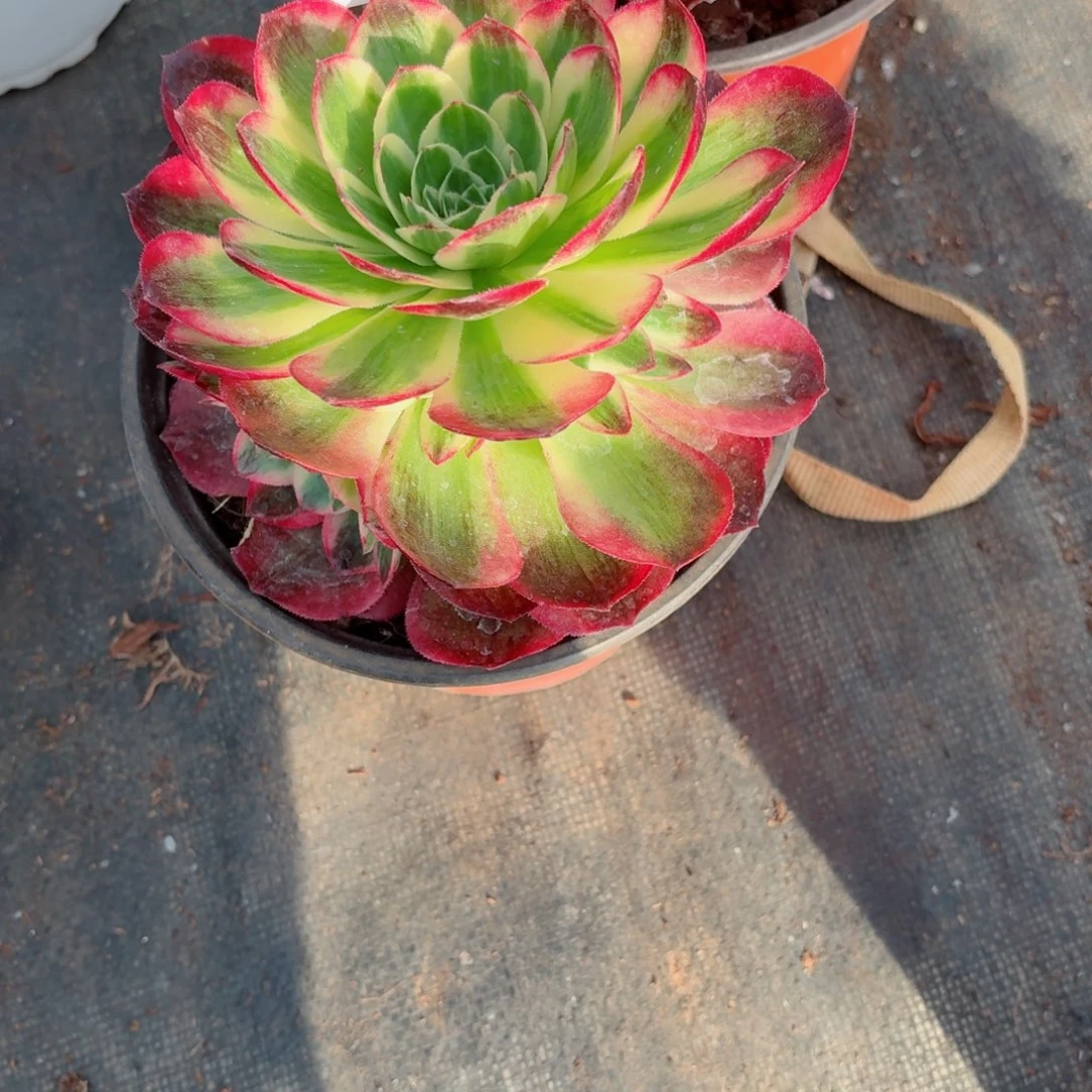 31法师锦多肉028海王