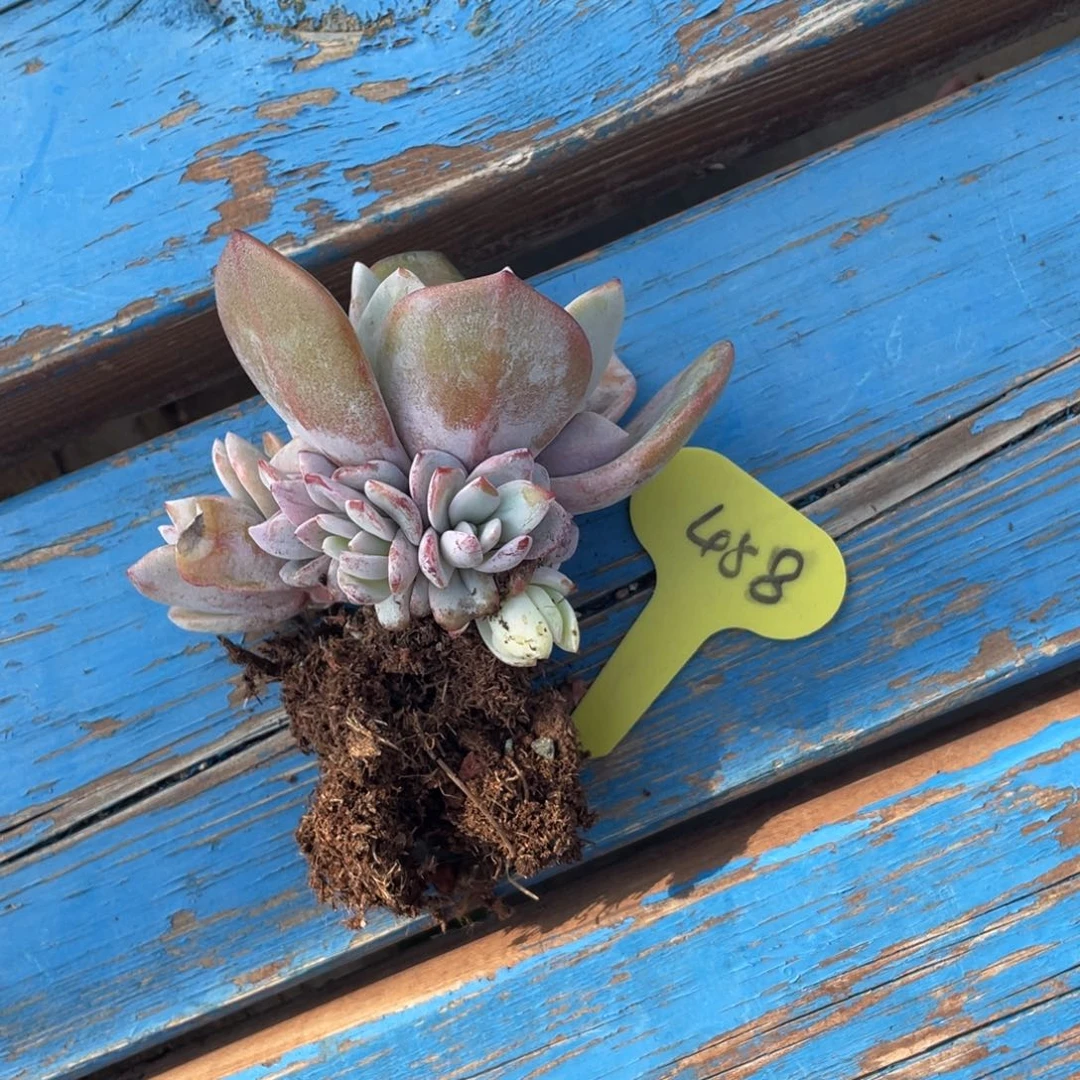 兮****韩版奶茶群生无砍458