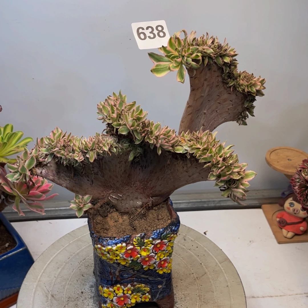 多肉植物青莲缀638