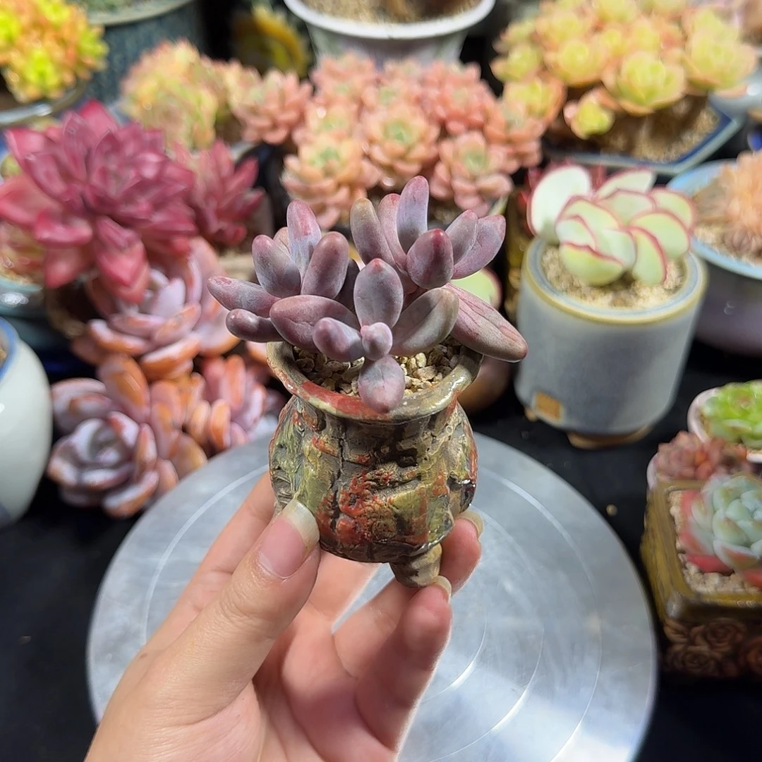 红手指7cm 带盆土发货 满35包邮