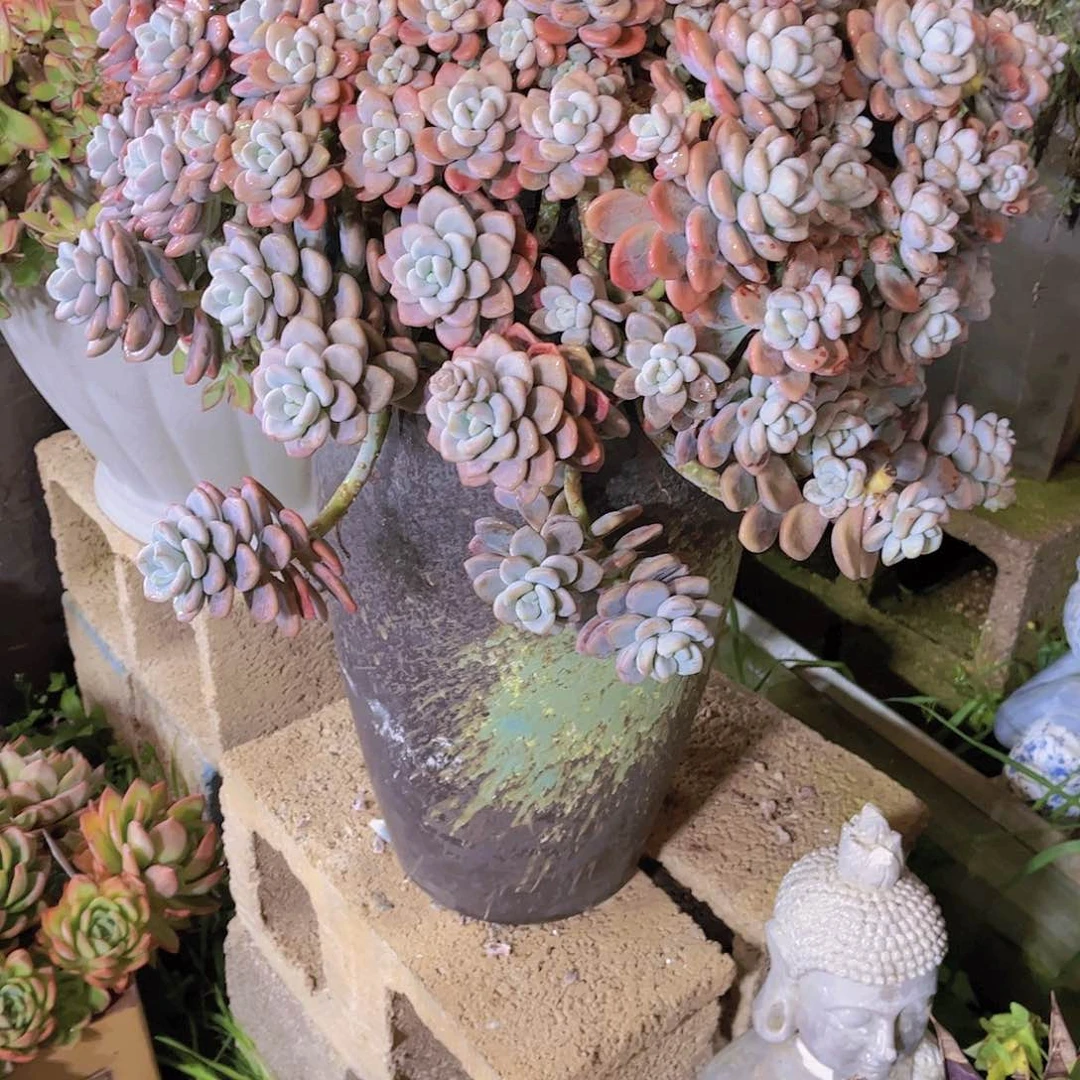 红陶?*然多肉植物保护研究所