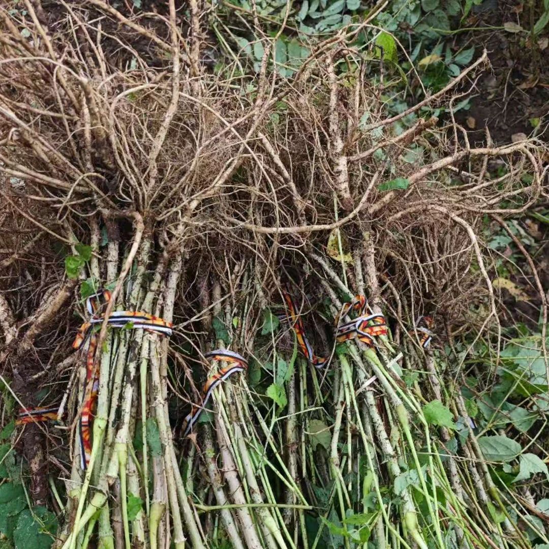 东北刺嫩芽当年根30颗 怕小勿拍