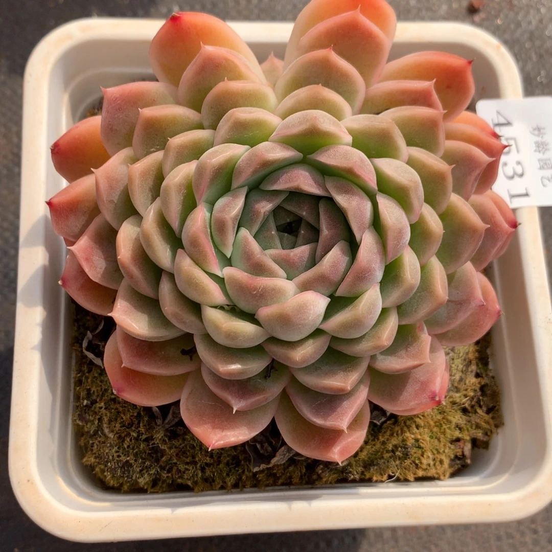 4531新年快乐发发发