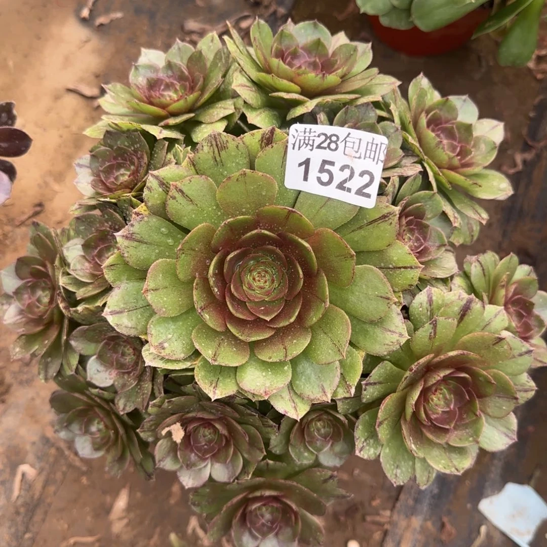 万拉丝多肉1522满28包邮断枝不包