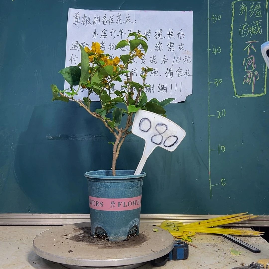 当前无花栽培后可以开花 加州黄金  080