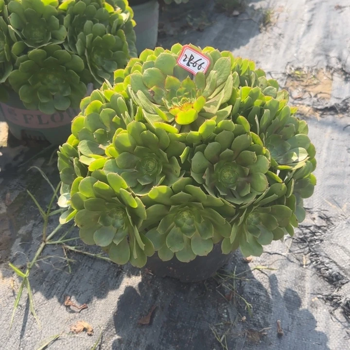 28-66万圣节多肉不包断肢