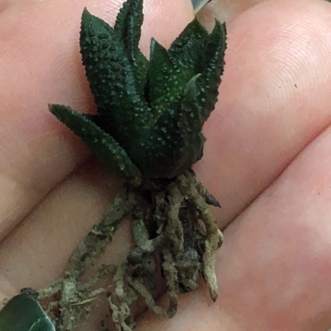 尤叶风车优选有根系哈哈哈