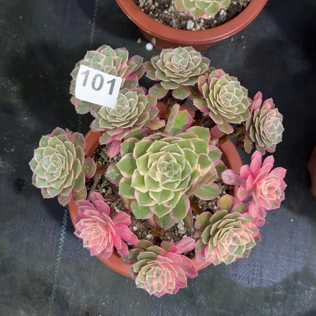 101黑魔锦法师植物