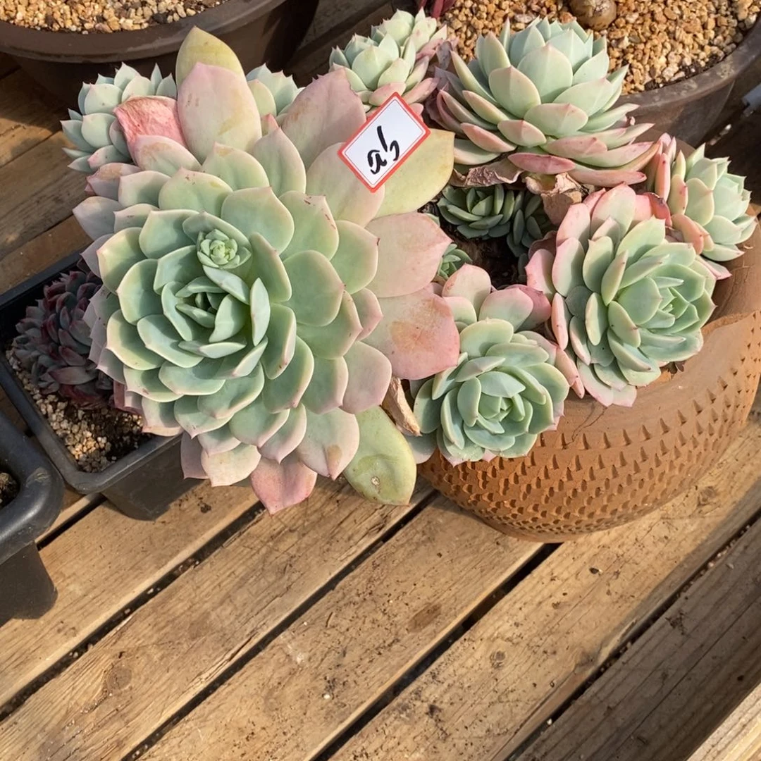 静***?福利大漏恋曲a6