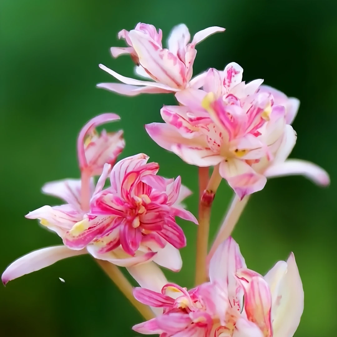 【九仙奇蝶】兰花奇花国色芳华红禅浓香好养重瓣兰草