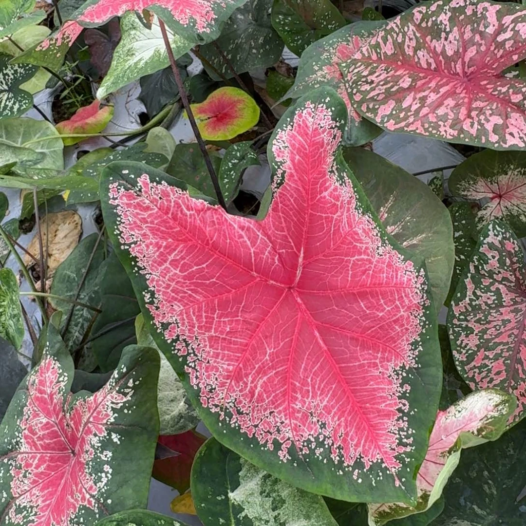 无花朵红桃A组合球5-6公分