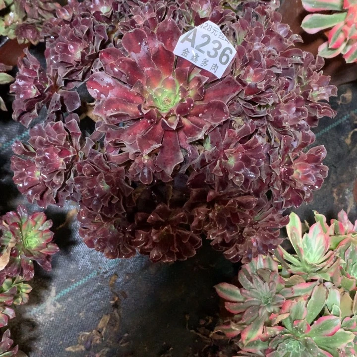 236多肉植物一物一拍