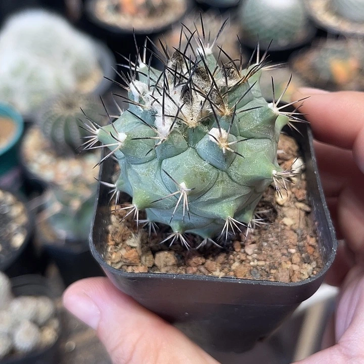 实生黑枪玉仙人球一颗