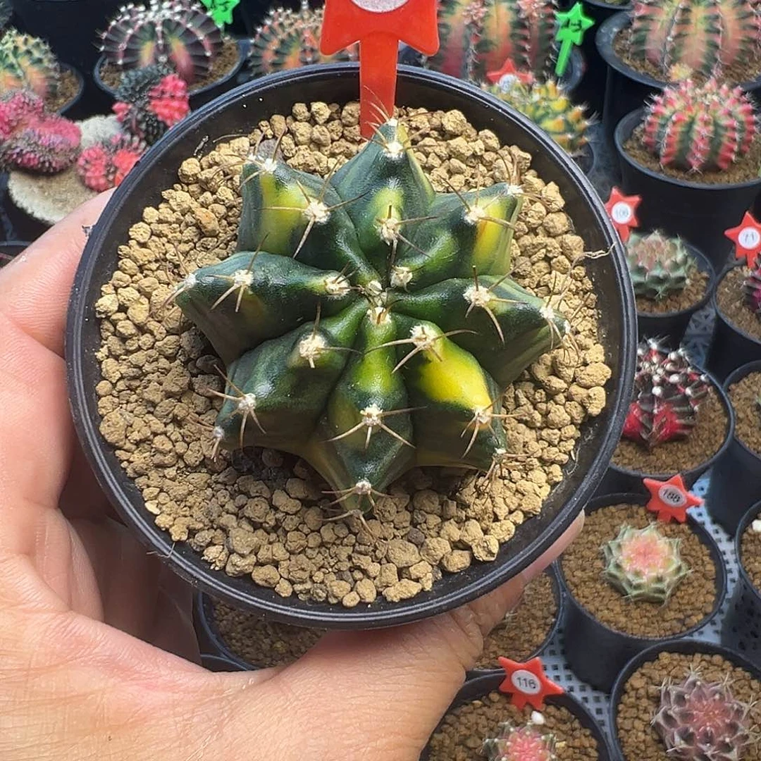 1-84米哈仙人球锦5.1厘米