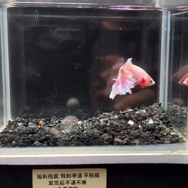 斗鱼一单包邮2日8