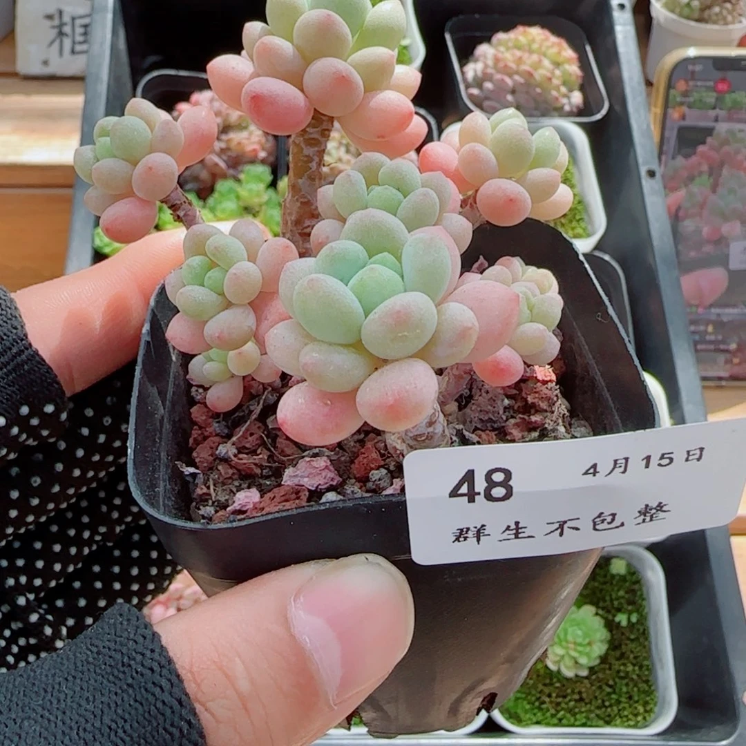 塑****。洛可可群0415-48