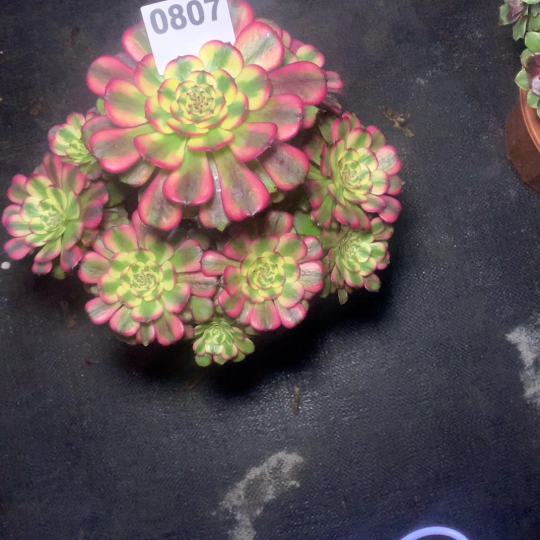 香***香维纳斯807不园法师多肉植物200000