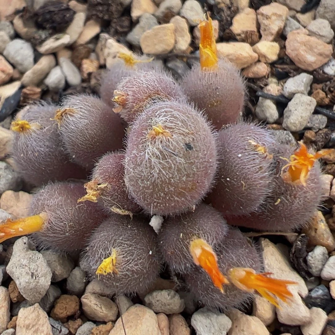 84多肉植物百科毛球