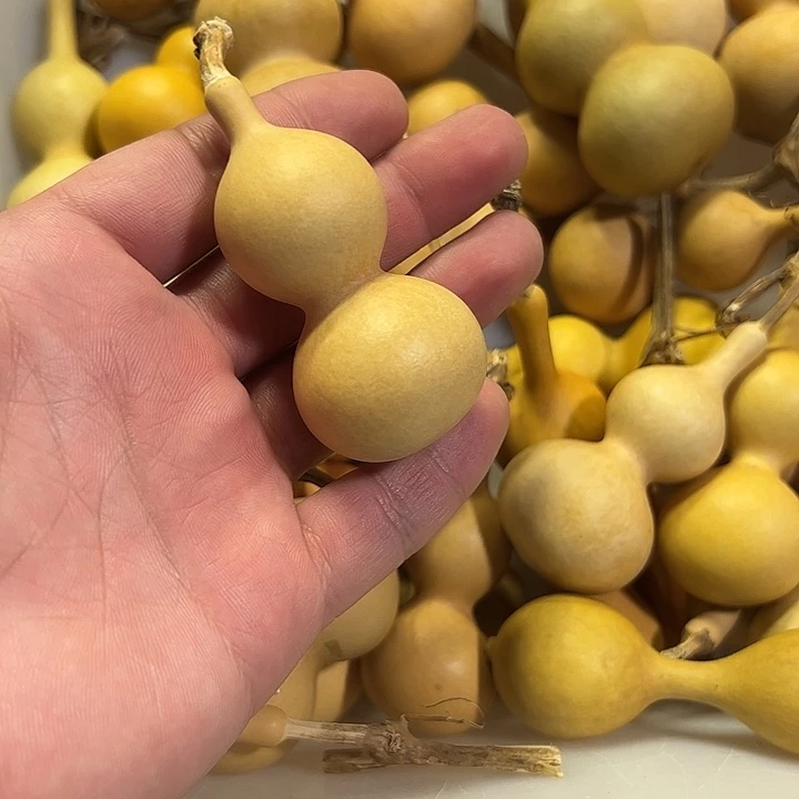 福***）有机玻璃蚂蚁蚂蚁蚂蚁蚂蚁