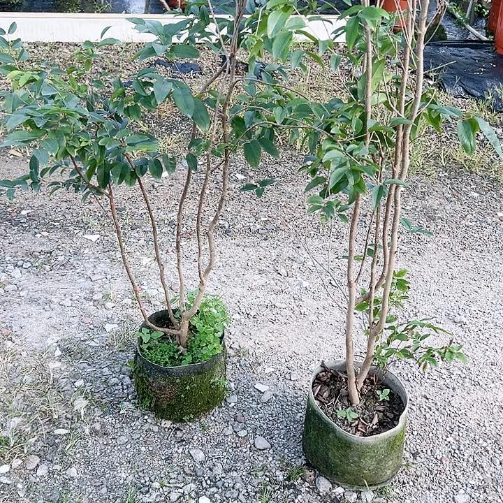 珍珠芭乐振235667777