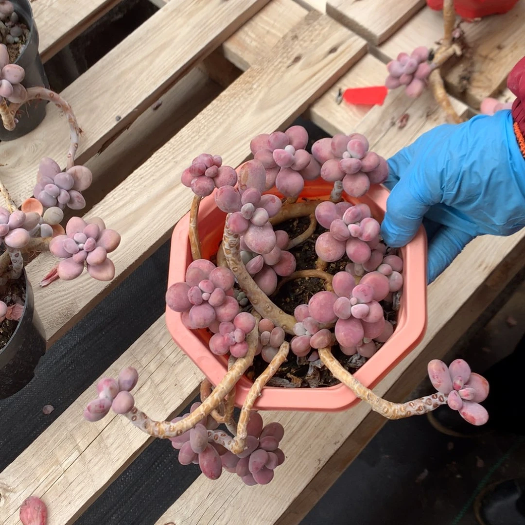 桃蛋老桩不带盆76号