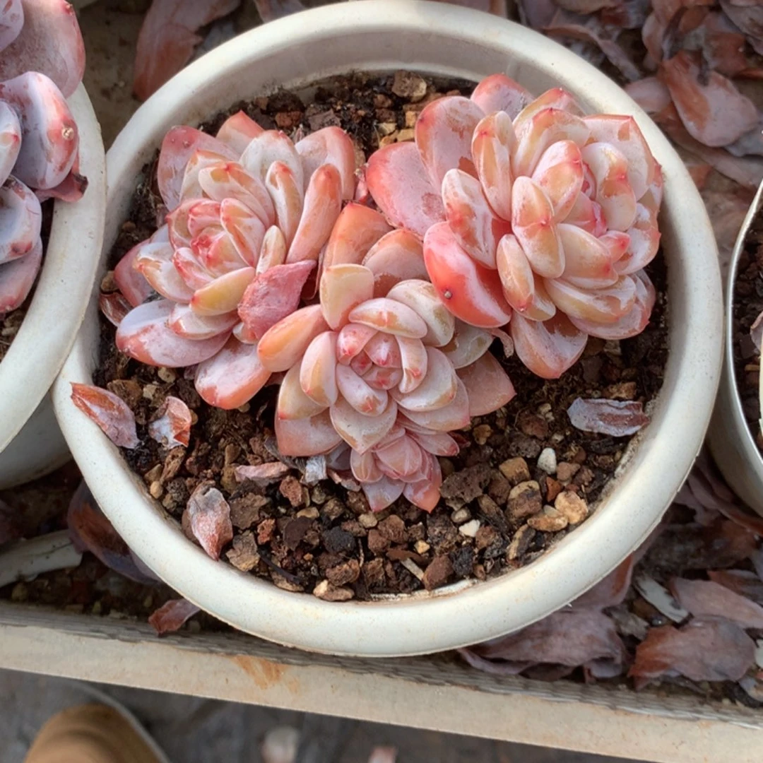 无花朵哈哈哈哈哈哈哈哈哈53