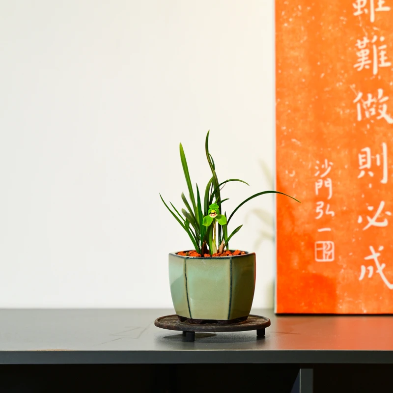 0605翠盖荷兰花花卉绿植盆栽室内客厅办公桌阳台卧室浓香不带花苞