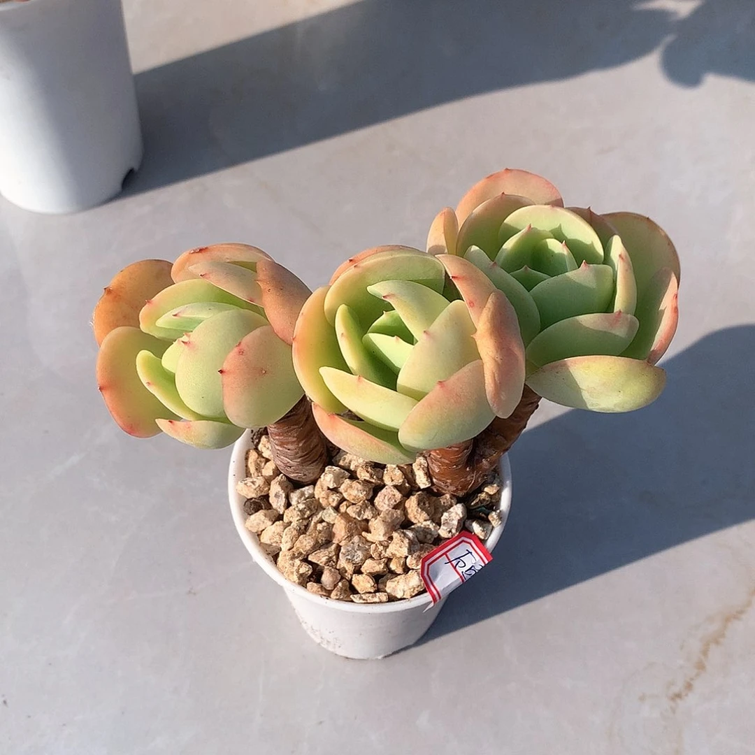 鸡蛋碧桃多肉植物