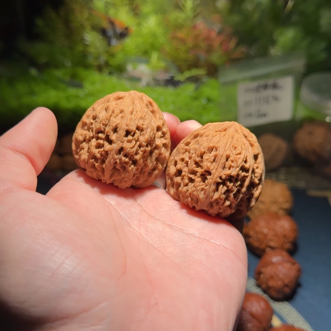 471号43南疆石南疆石南疆石