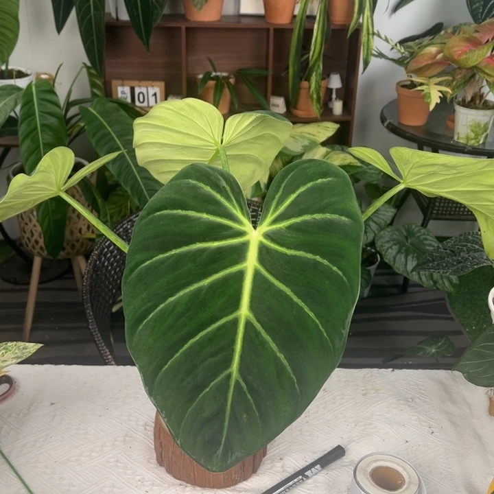 完全开放奢华蔓绿绒