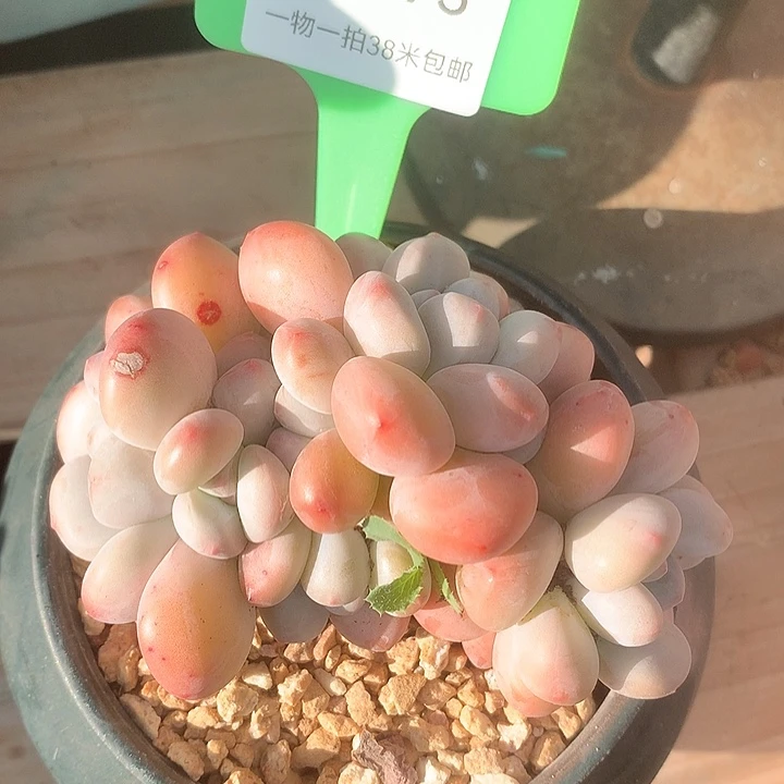 00593册侮辱了咯咯