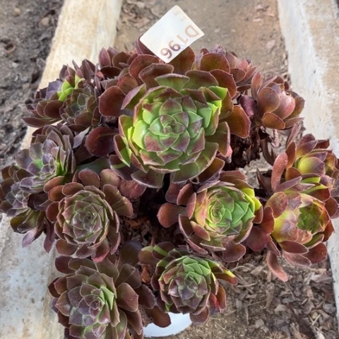 多肉植物黑美人捧花