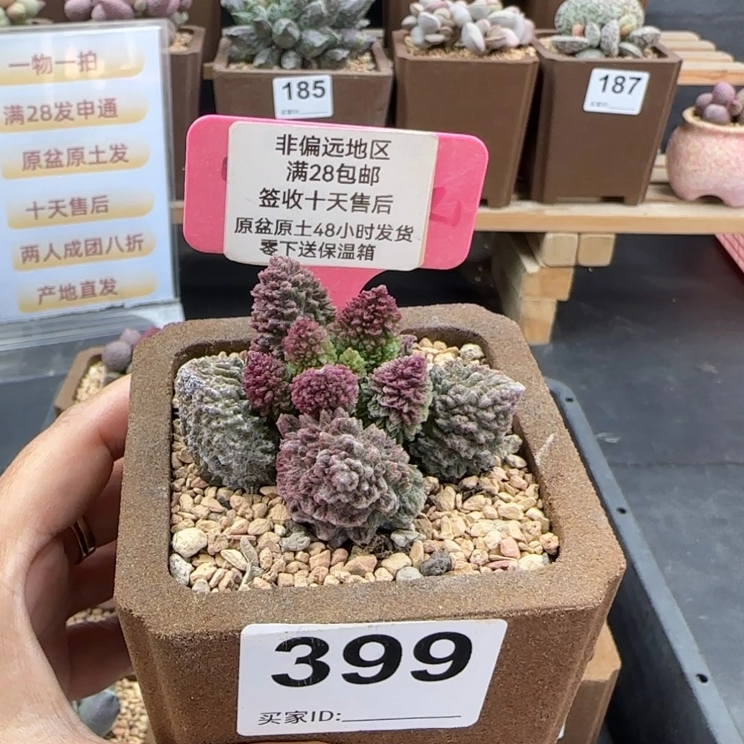 399朱紫玉多肉植物