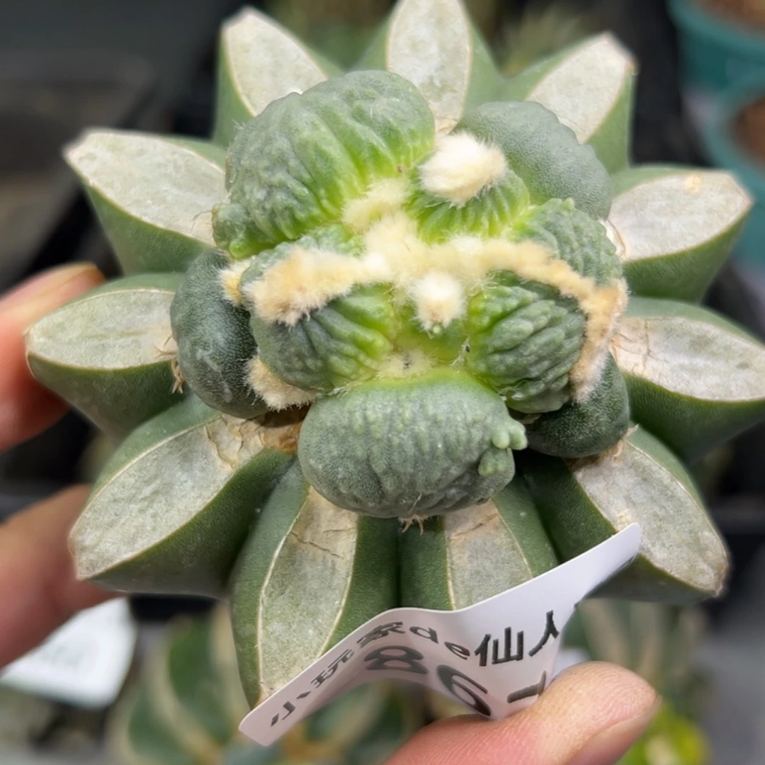 ?*862 仙人球的牡丹 有根